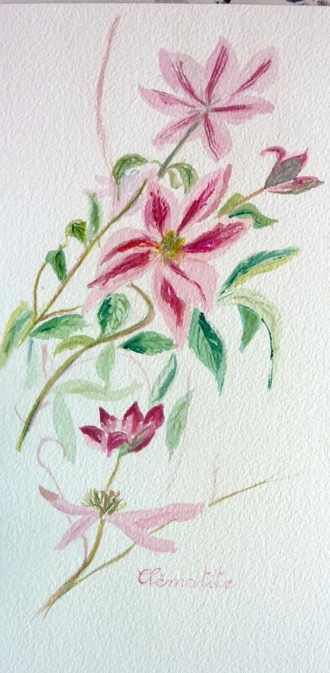 Clématite Patricia Ann Fretwell, aquarelle de Béhenne