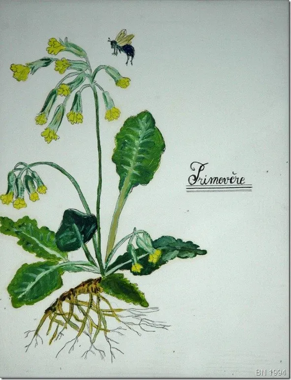 Joli coucou annonce le printemps, huile de Béhenne