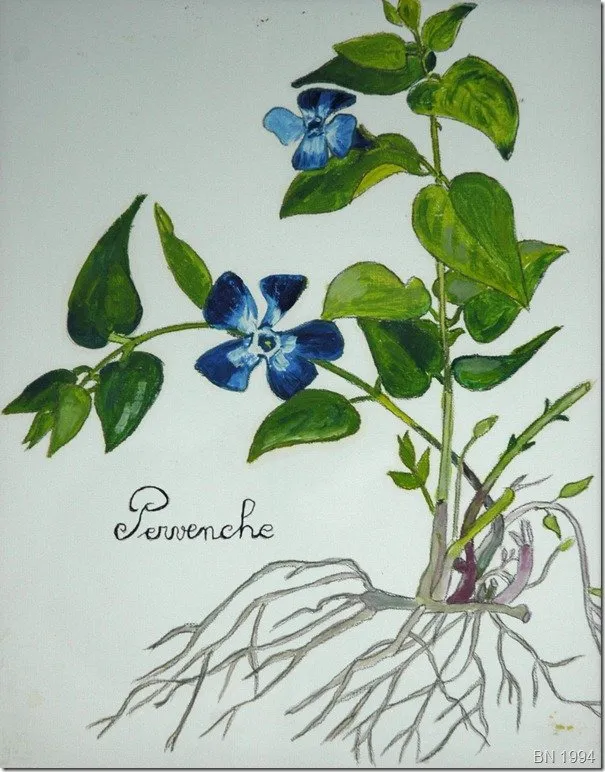 Pervenches, huile de Béhenne