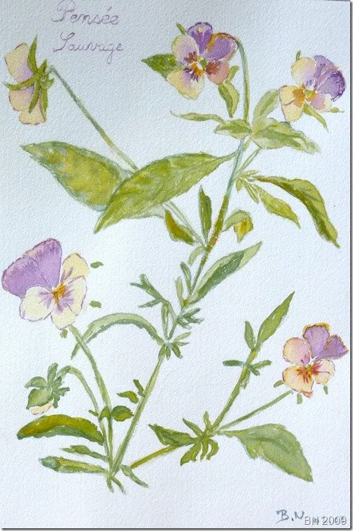 Violettes sauvages, aquarelle de Béhenne