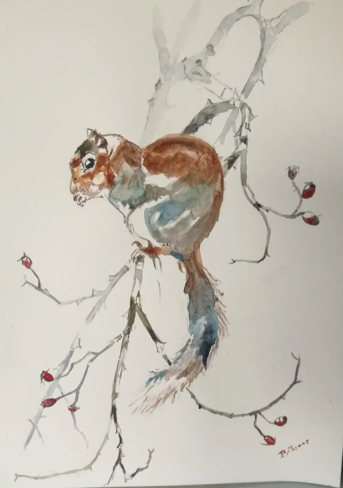 Willy, L'écureuil, aquarelle de Béhenne